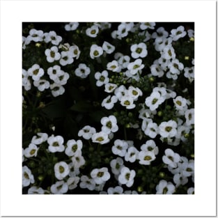 White Alyssum Posters and Art